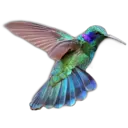 স্টিকার