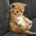 สติกเกอร์