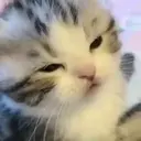 ස්ටිකර්