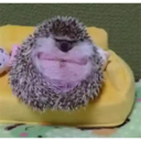 ස්ටිකර්