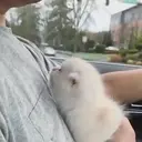 ස්ටිකර්