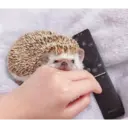 ஸ்டிக்கர்