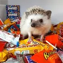 ஸ்டிக்கர்