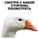 Стикер
