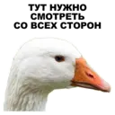 Стикер