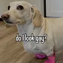 স্টিকার