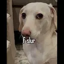 স্টিকার