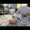 স্টিকার