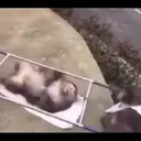 ស្ទីកเกอร์