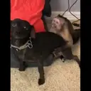 ស្ទីកเกอร์