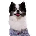 స్టికర్