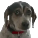 స్టికర్