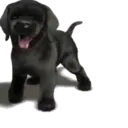 స్టికర్