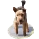 స్టికర్