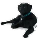 స్టికర్