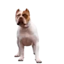 స్టికర్