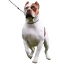 స్టికర్