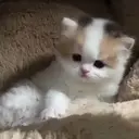 ස්ටිකර්