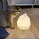 ස්ටිකර්