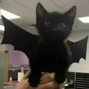 ස්ටිකර්