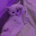 ස්ටිකර්