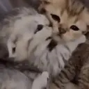 ස්ටිකර්