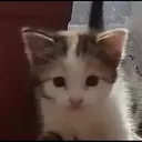 ස්ටිකර්