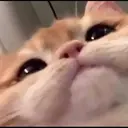 ස්ටිකර්