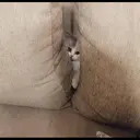 ස්ටිකර්