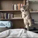 ස්ටිකර්