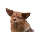 Կպչուն պիտակ