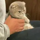 Կպչուն պիտակ