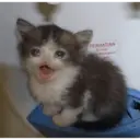 Կպչուն պիտակ