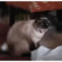 Կպչուն պիտակ