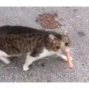 Կպչուն պիտակ