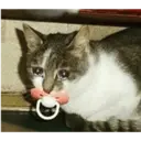 Կպչուն պիտակ