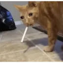 Կպչուն պիտակ