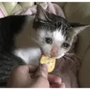 Կպչուն պիտակ