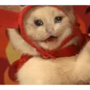 Կպչուն պիտակ