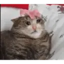 Կպչուն պիտակ