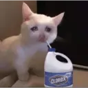 Կպչուն պիտակ