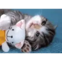 Կպչուն պիտակ