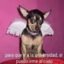 Կպչուն պիտակ