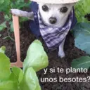 Կպչուն պիտակ