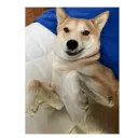 สติกเกอร์