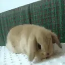 Կպչուն պիտակ