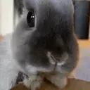 Կպչուն պիտակ