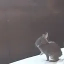 Կպչուն պիտակ