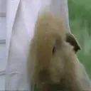 Կպչուն պիտակ