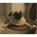 Կպչուն պիտակ